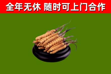 武陵源区烟酒回收冬虫夏草.jpg