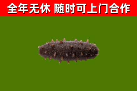 武陵源区回收海参干